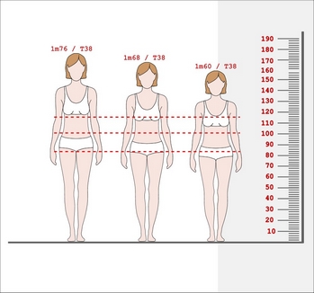 Evolution du corps en fonction de la stature